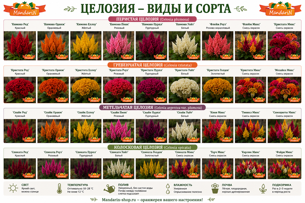 Целозия купить