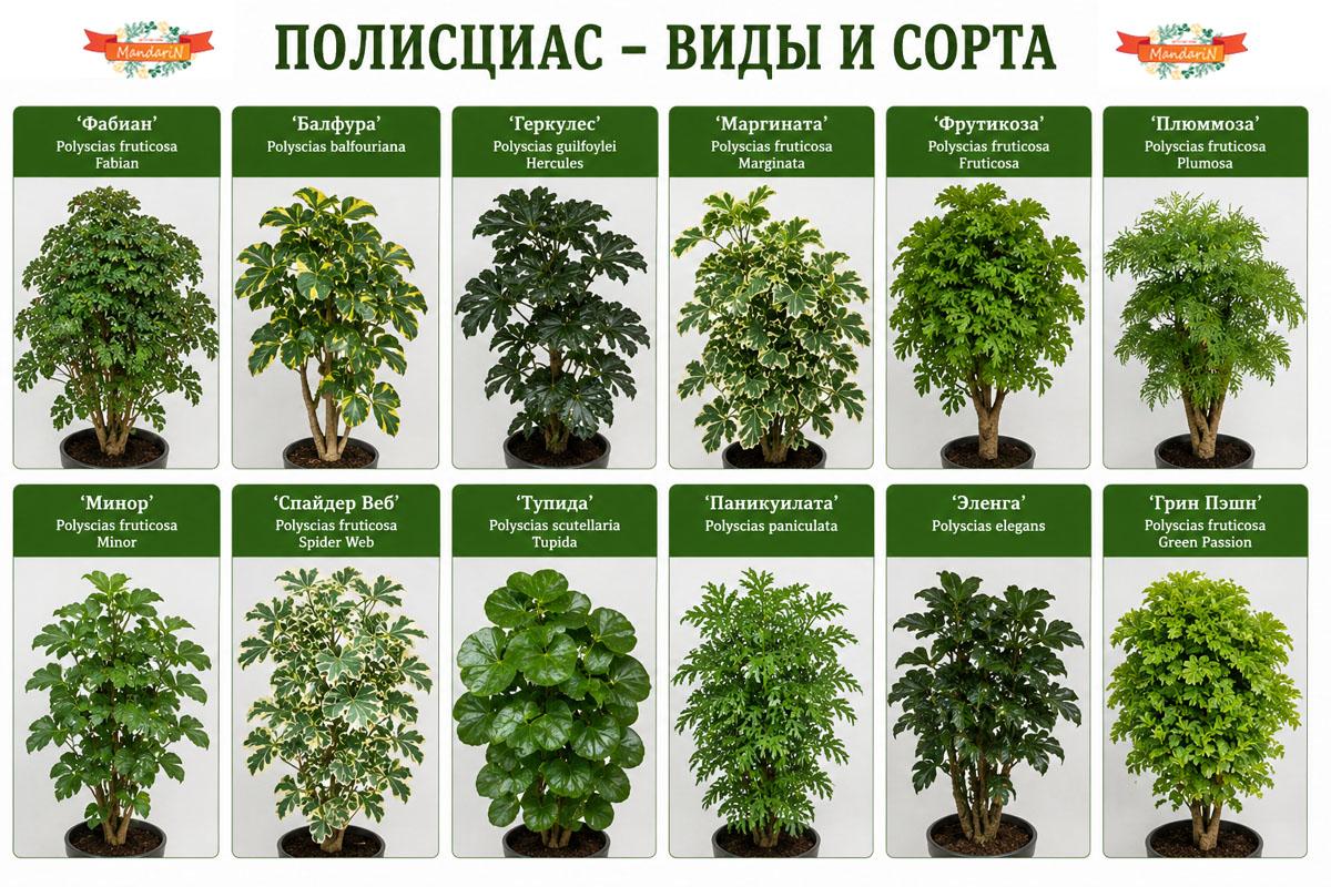 Полисциас купить