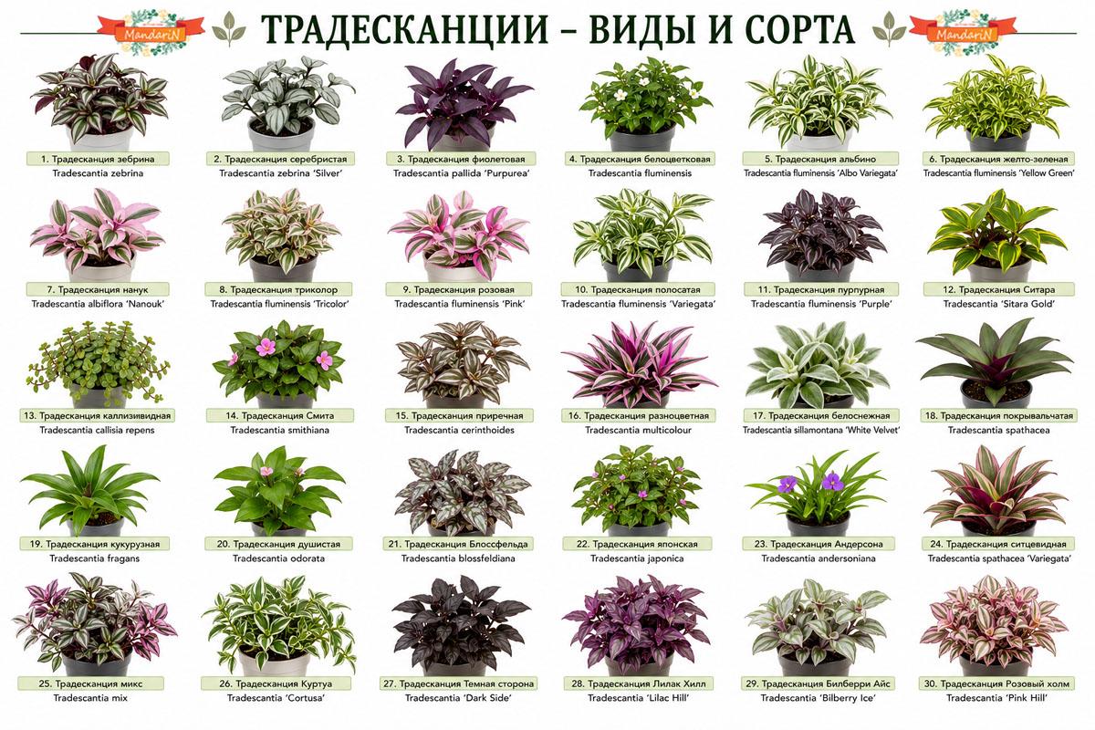 Традесканция купить