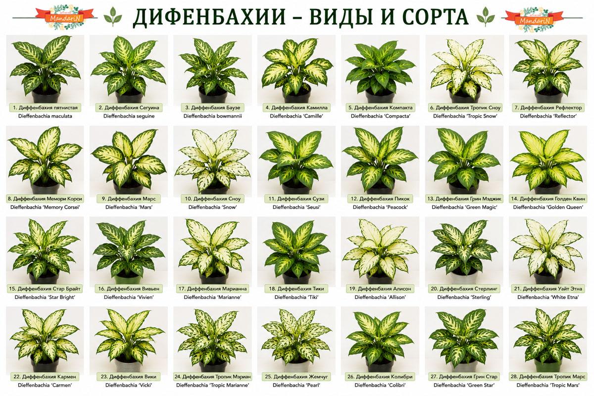 Диффенбахия купить
