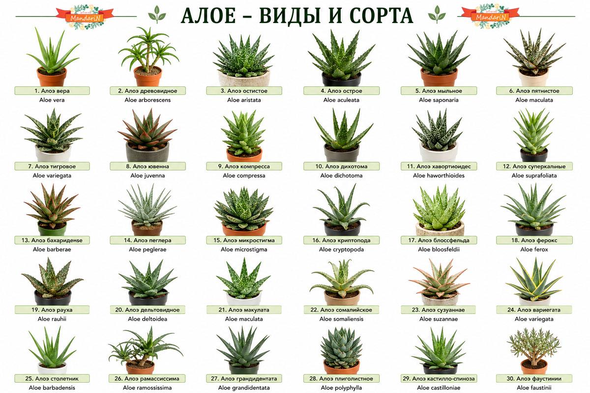 Алоэ купить