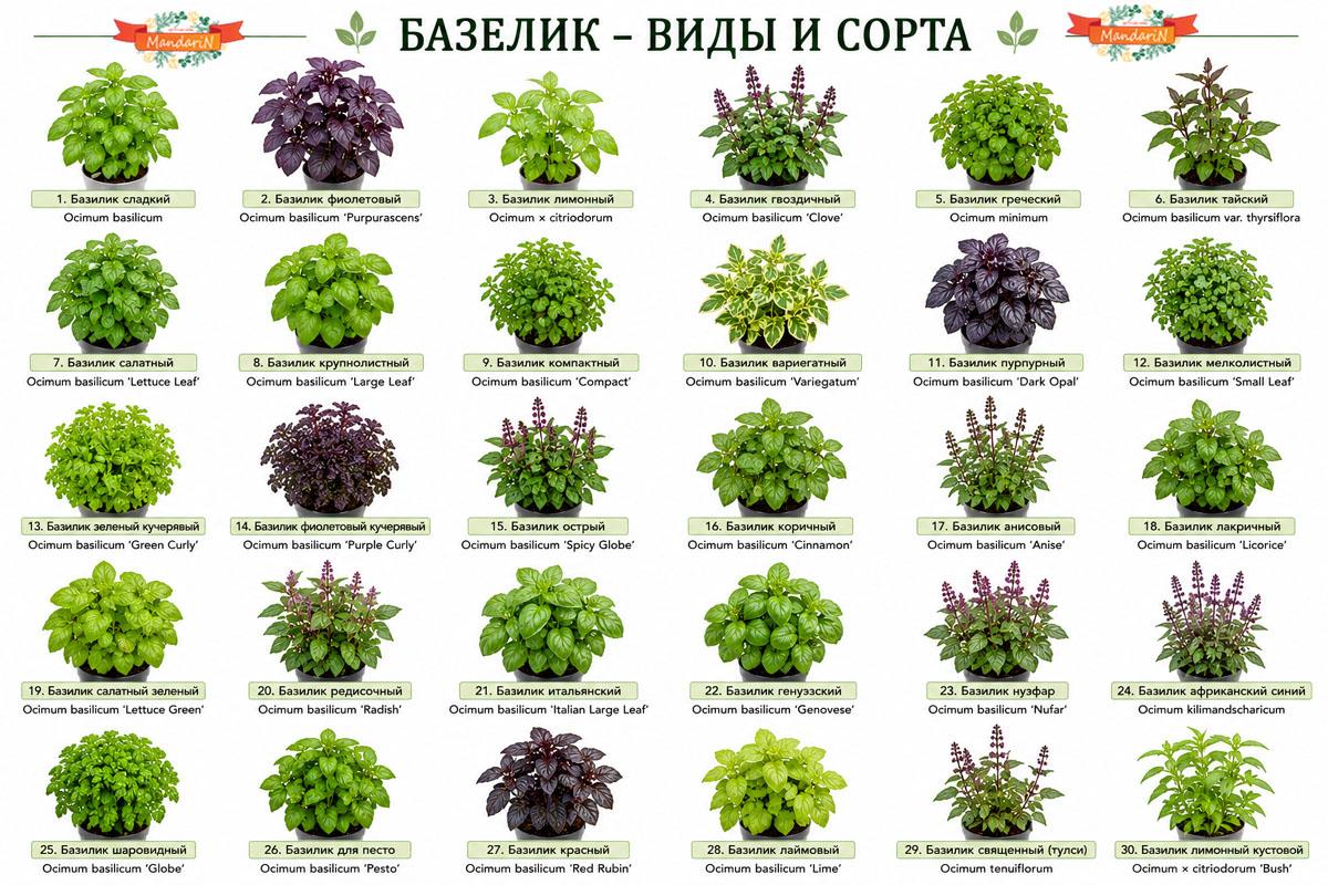 базелик купить
