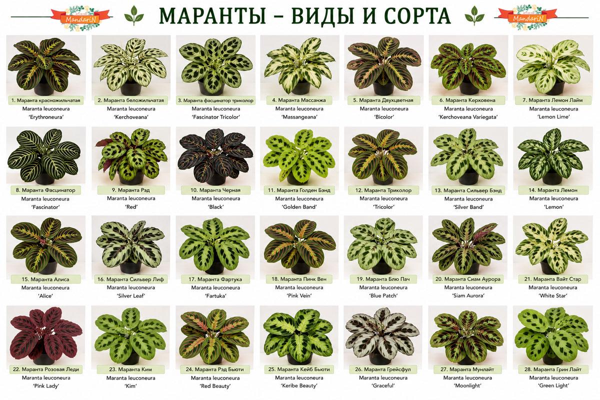 Маранта купить