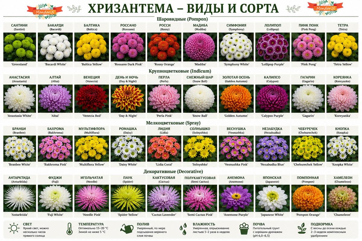 Хризантема купить