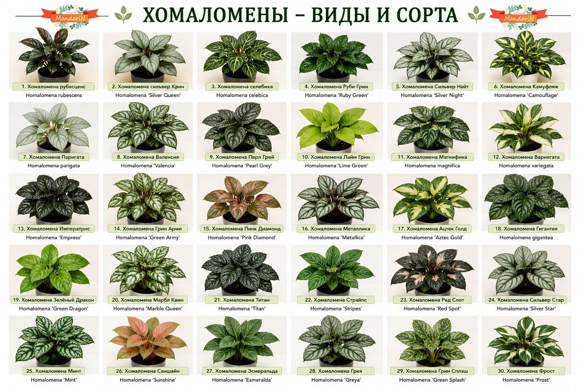 Хомаломена купить