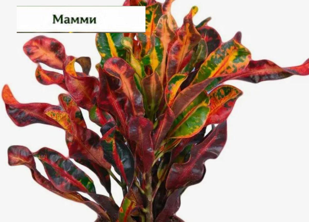 Codiaeum Mammi купить