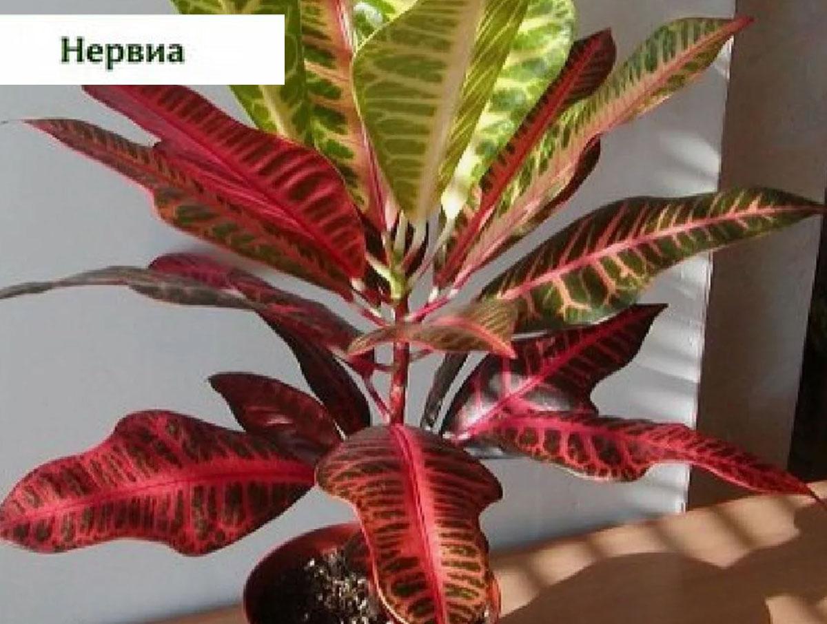 кротон Нервиа купить