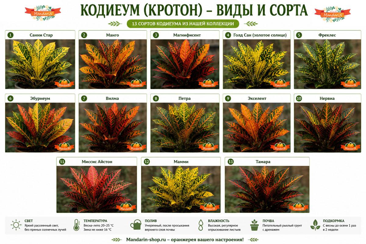 Кротон Магнифисент купить