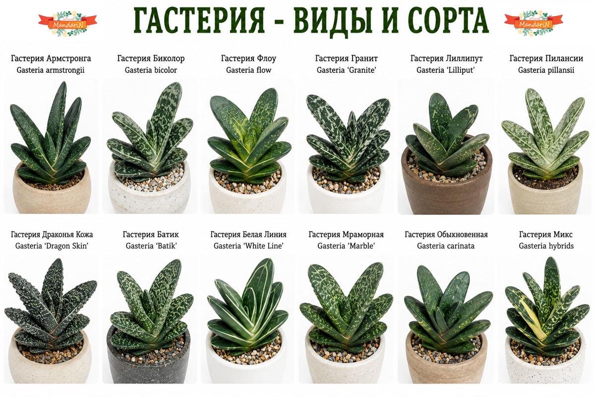 Гастерия купить