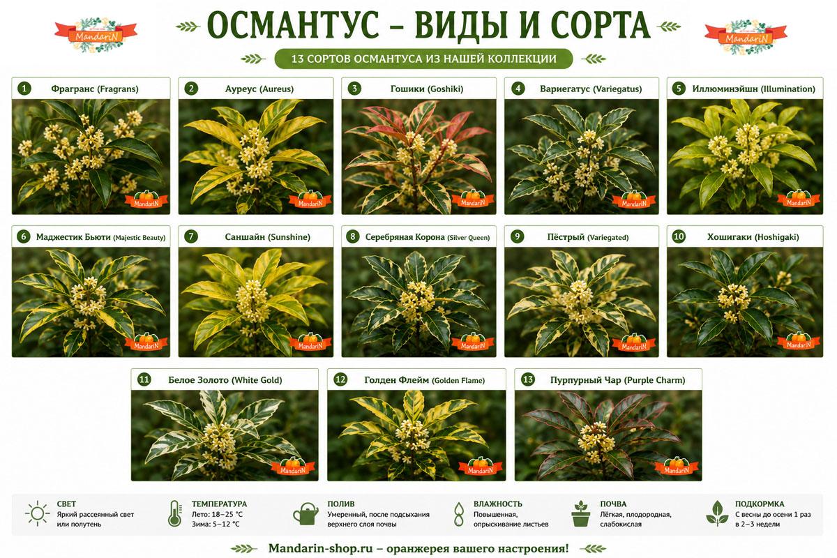 Osmanthus купить