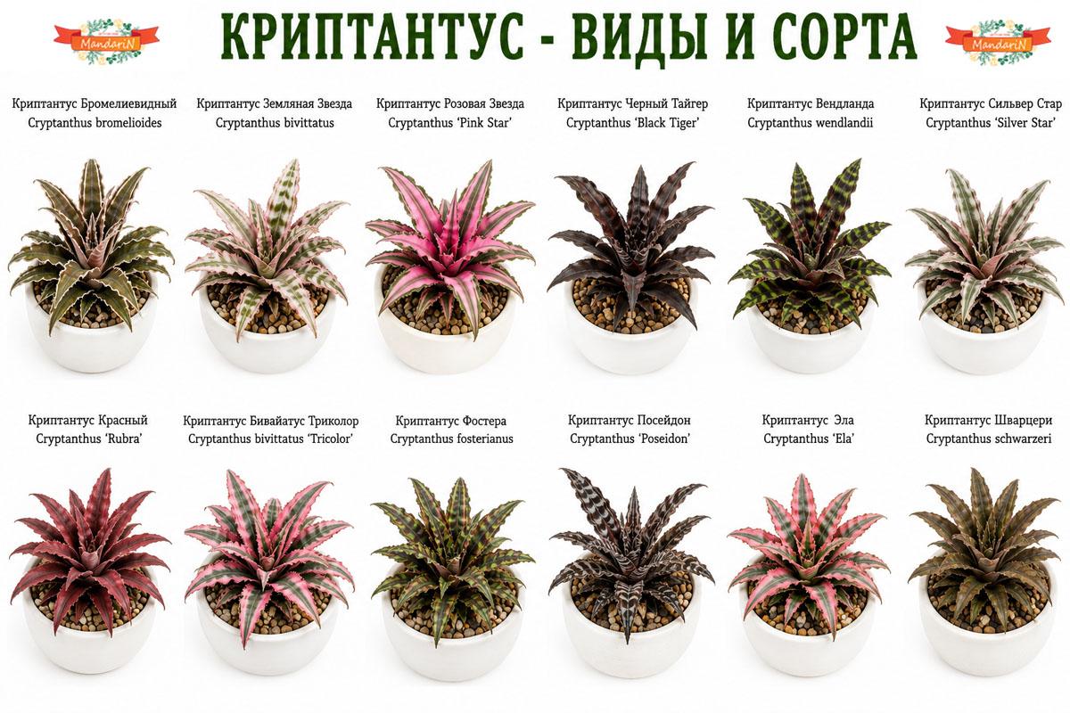 Cryptanthus купить