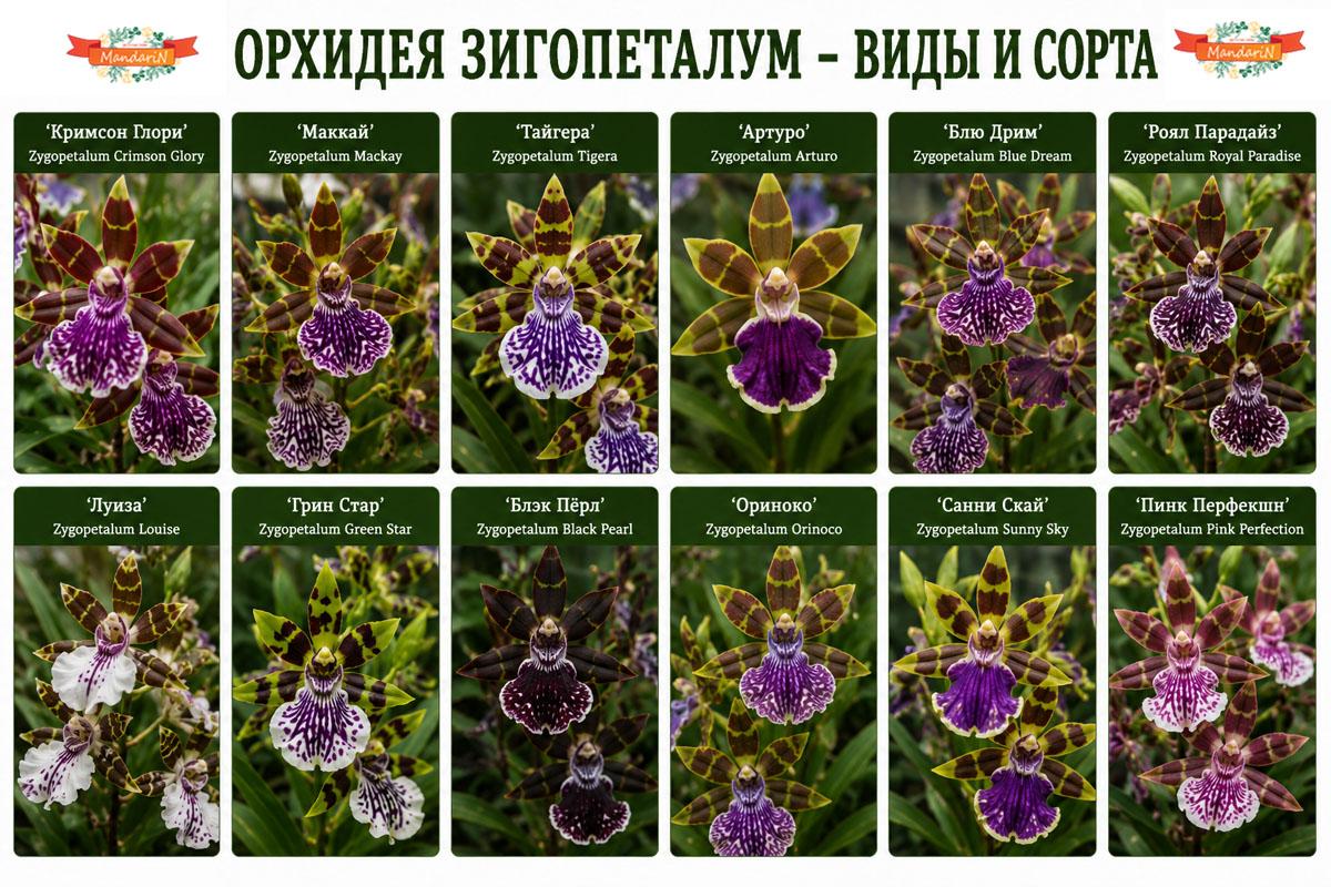Zygopetalum купить