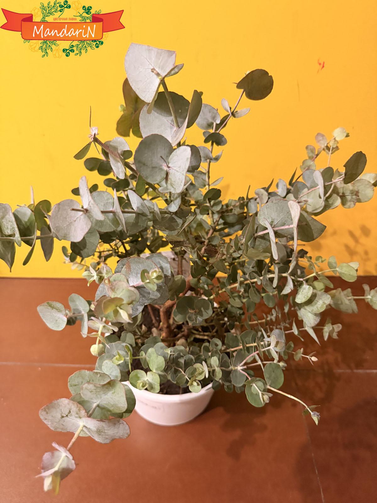 Eucalyptus купить