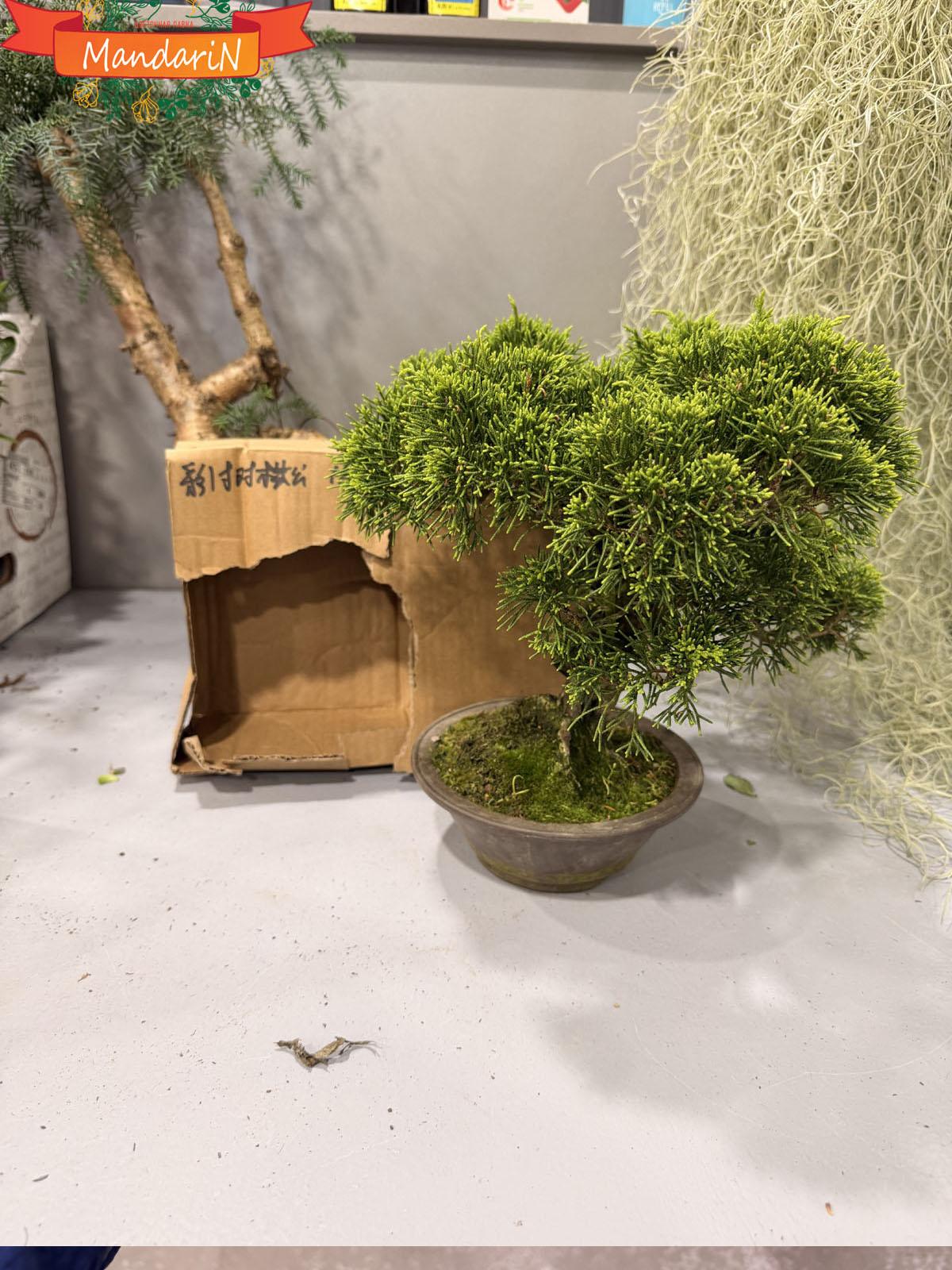 bonsai купить
