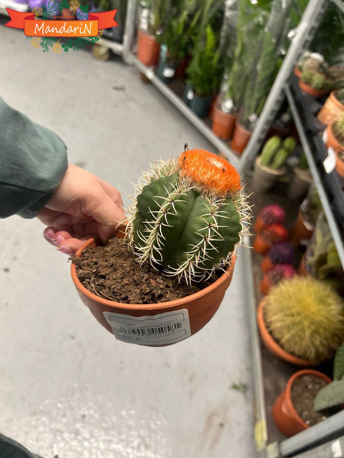 Melocactus купить