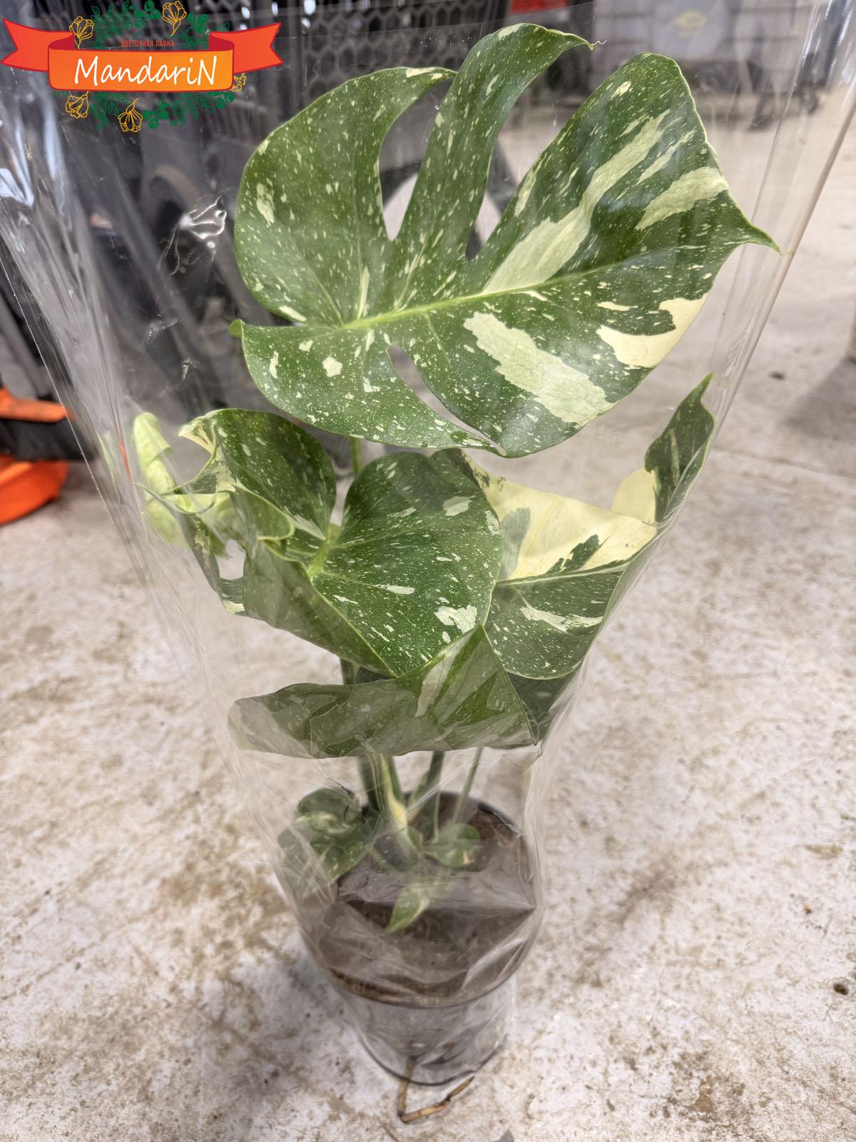 Monstera variegata купить