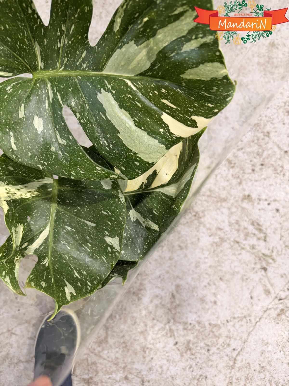 Monstera купить