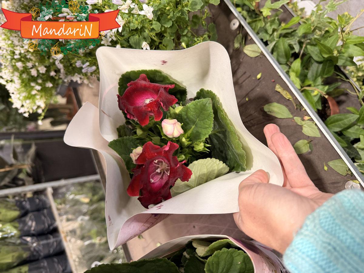 красная глоксинья купить