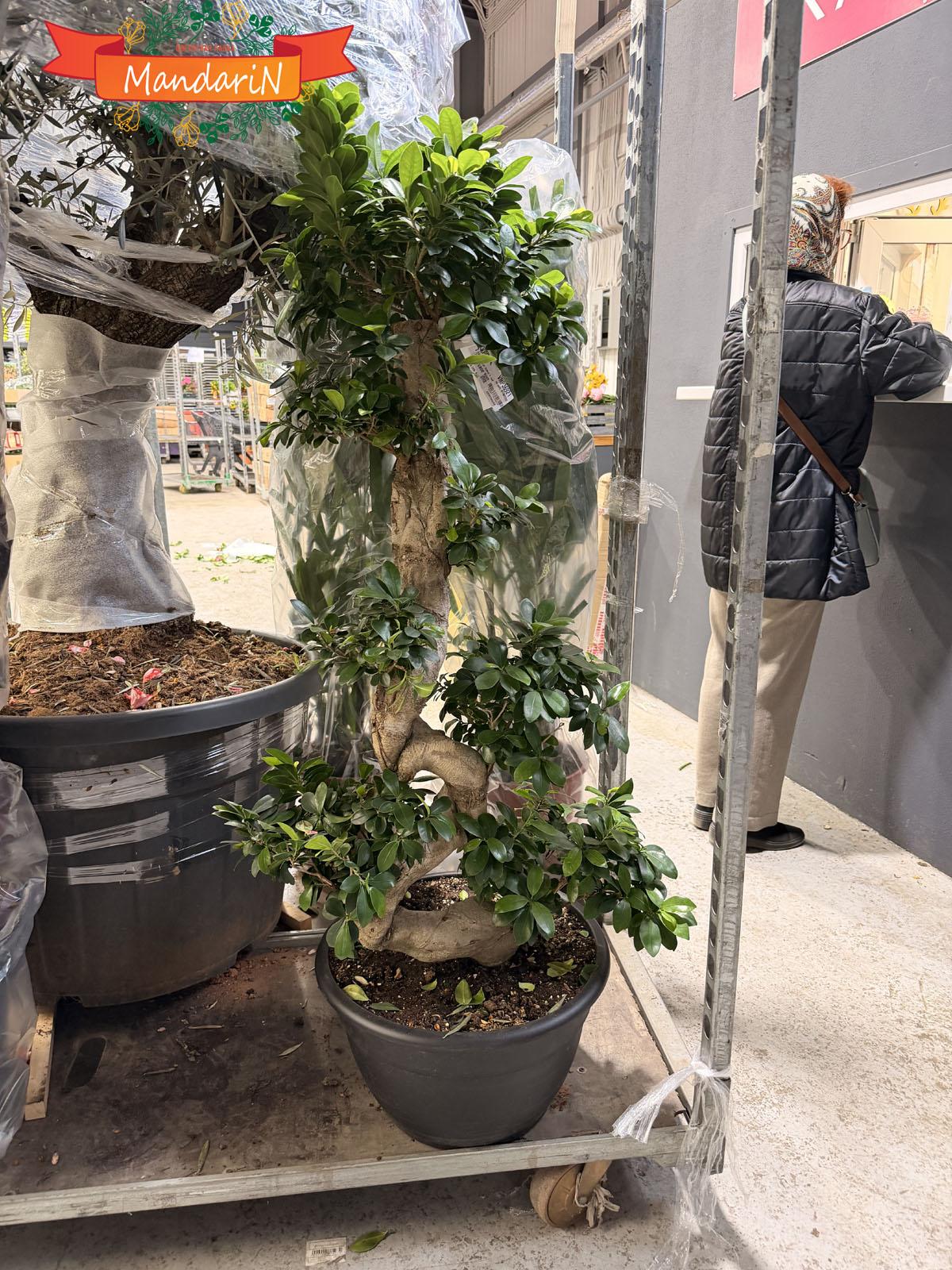 Bonsai Chinese banyan купить