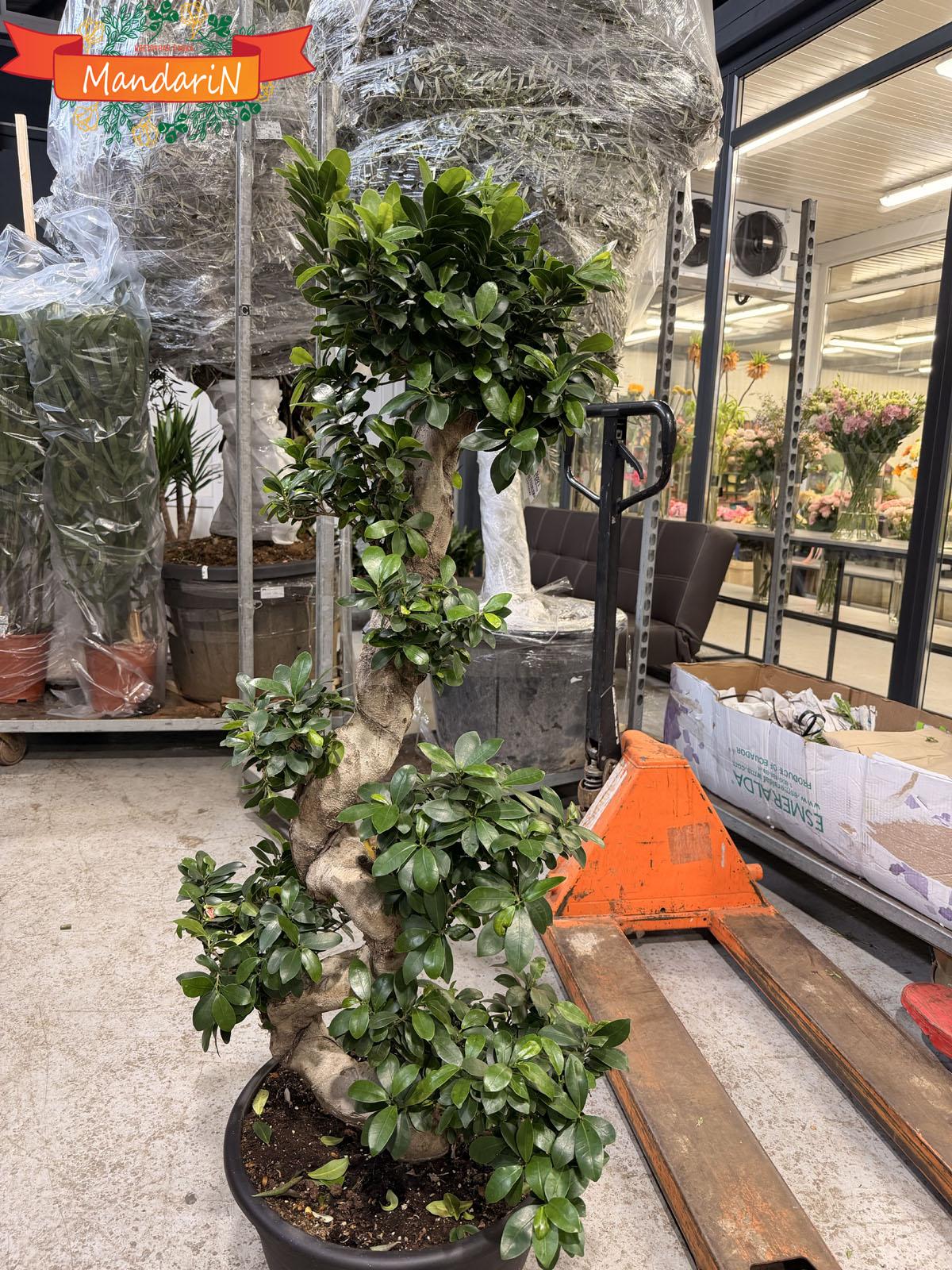 Bonsai Malayan banyan купить
