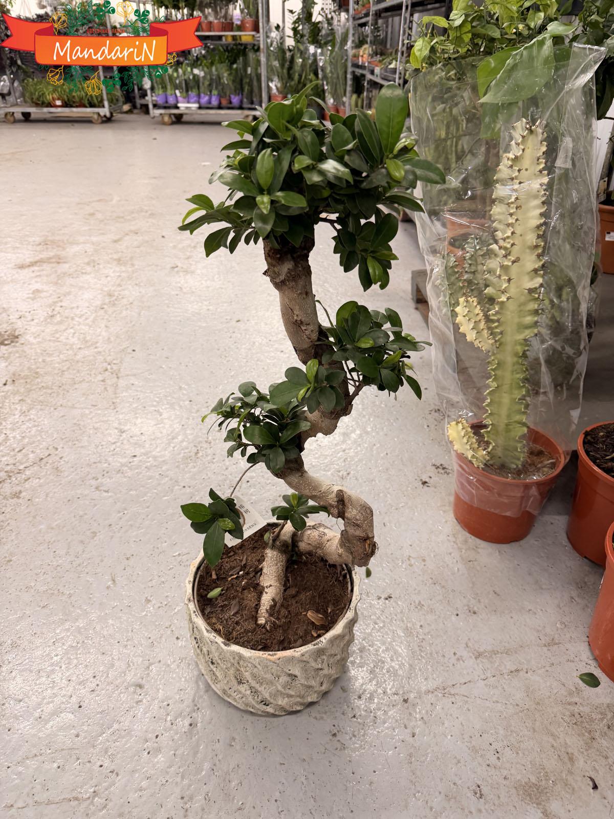 Bonsai Ficus microcarpa купить