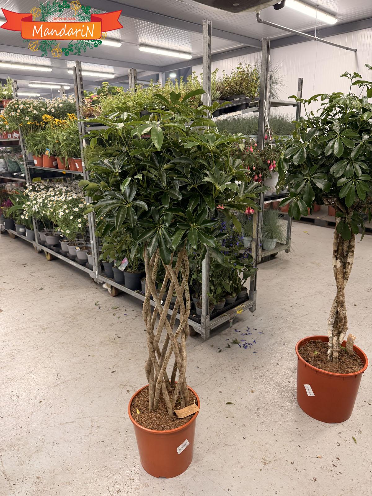 купить Schefflera gold capella
