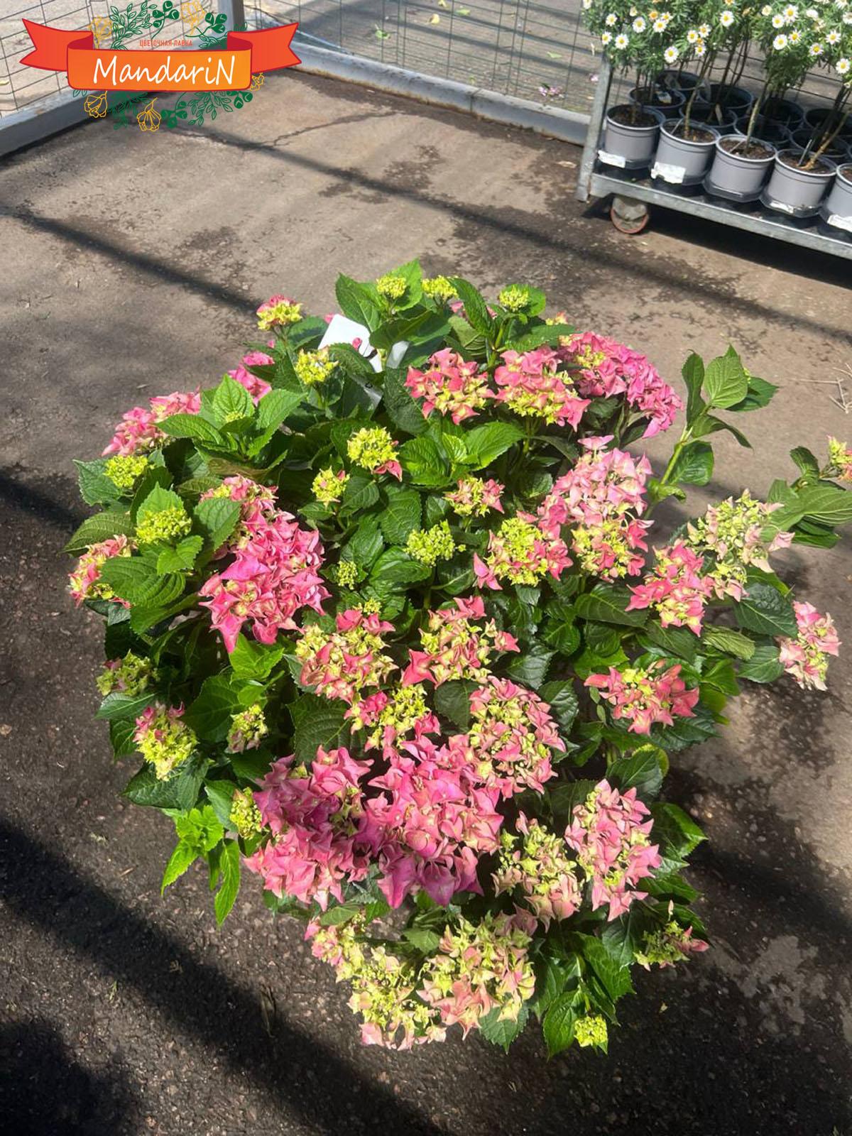 Hydrangea купить
