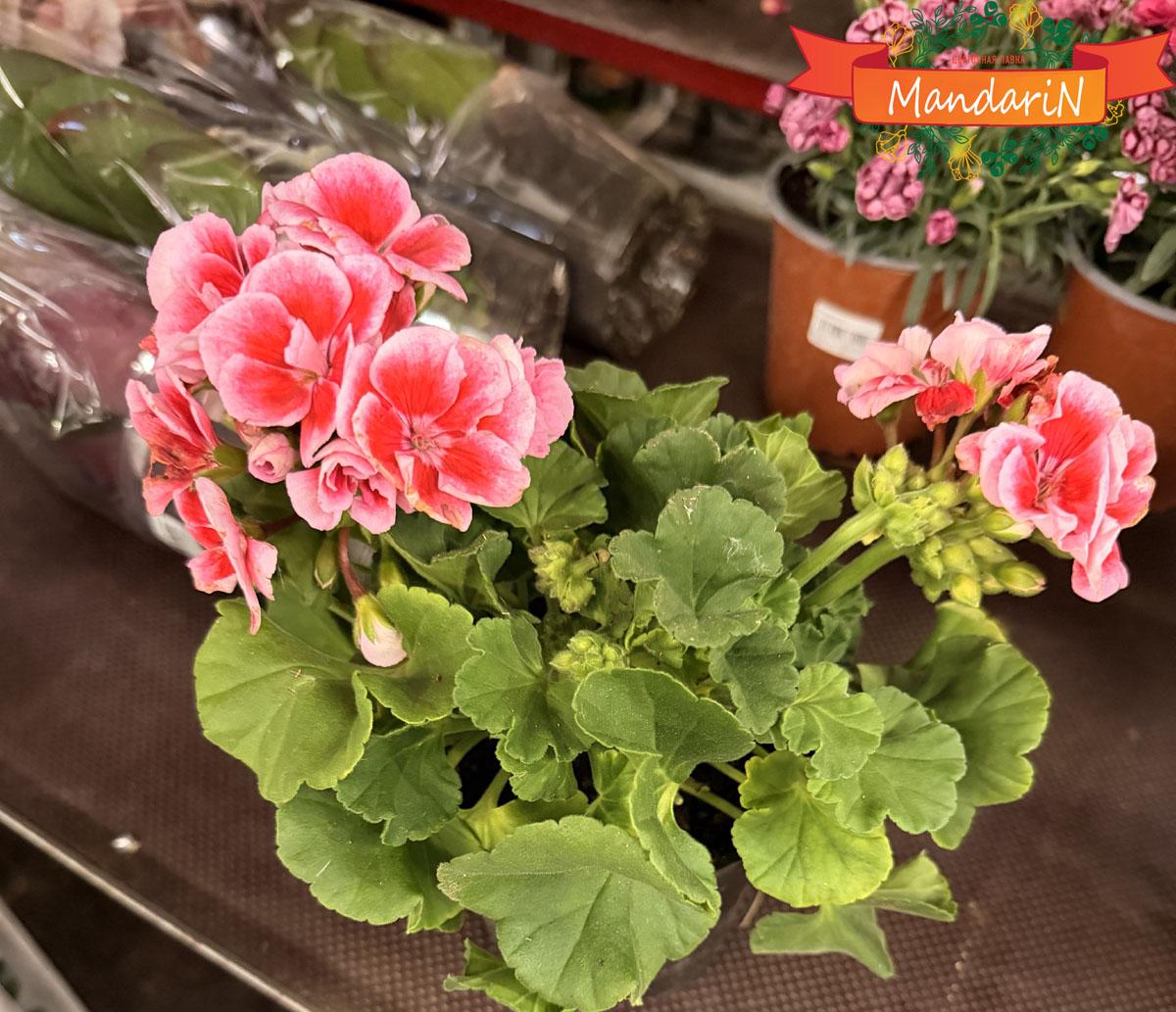 Пеларгония двух цветная купить