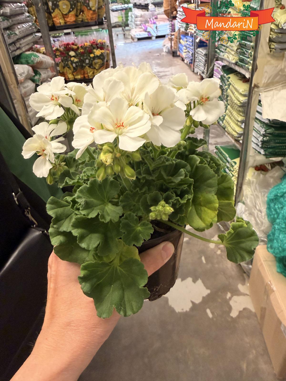 Герань белая купить