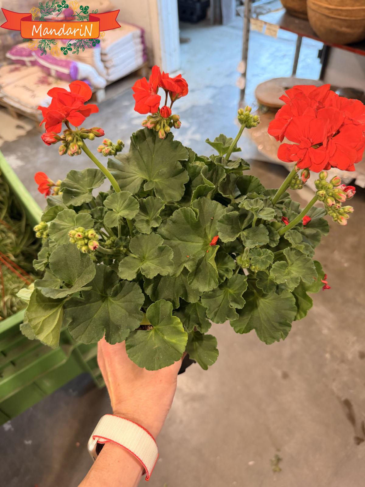 Растение красная герань купить