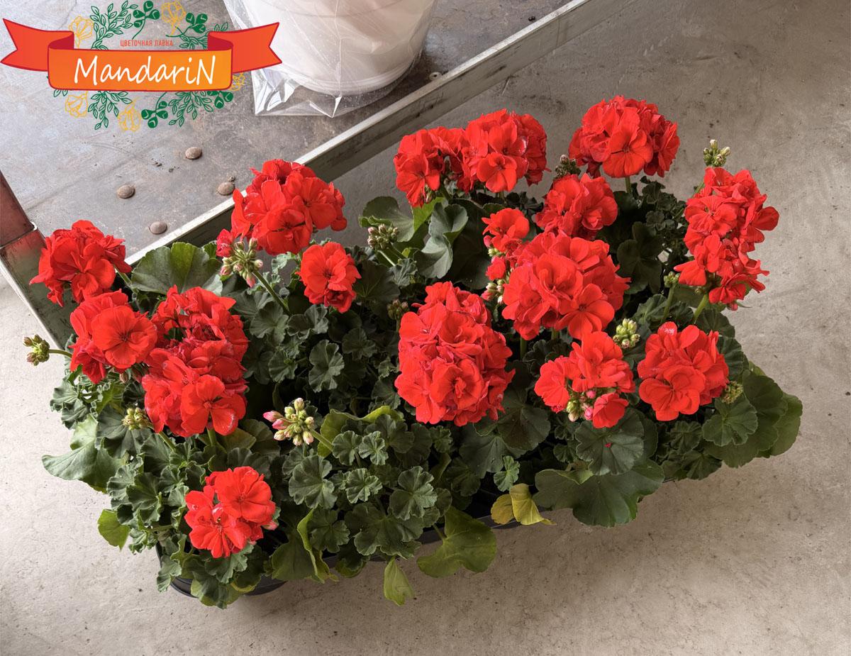 Цветок Pelargonium купить
