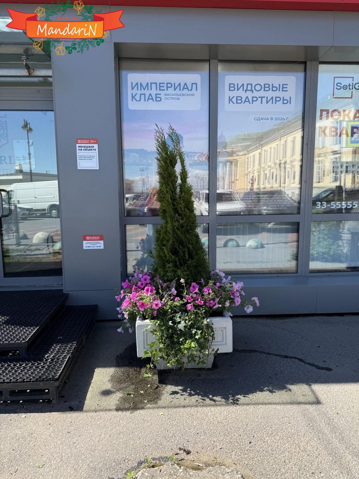 Петуния купить цветок
