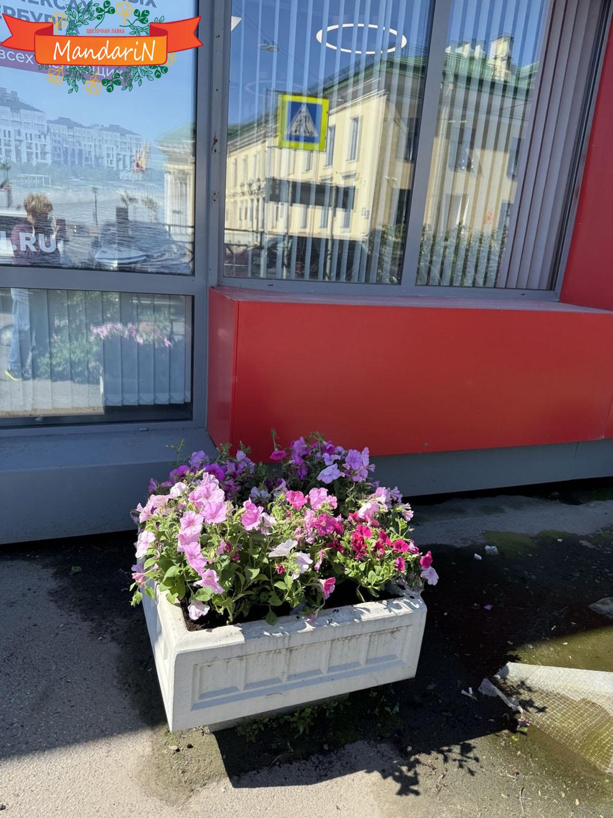 Петуния купить растение