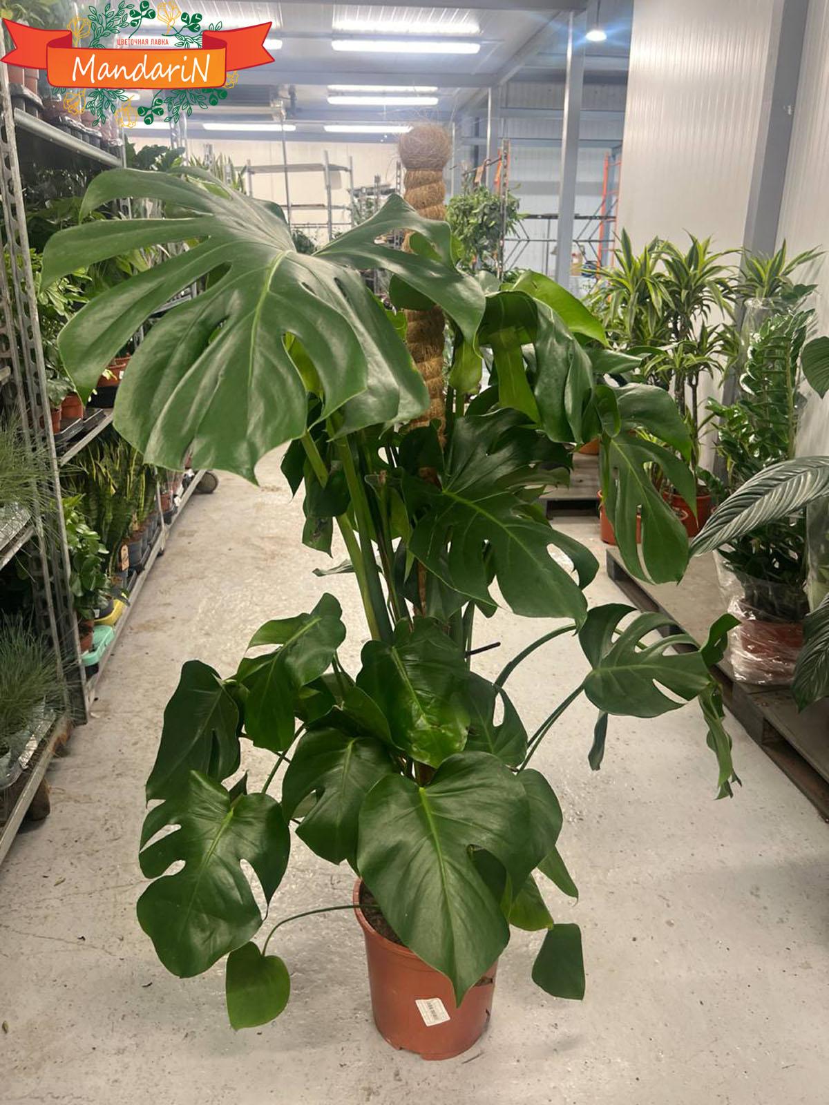 Monstera купить