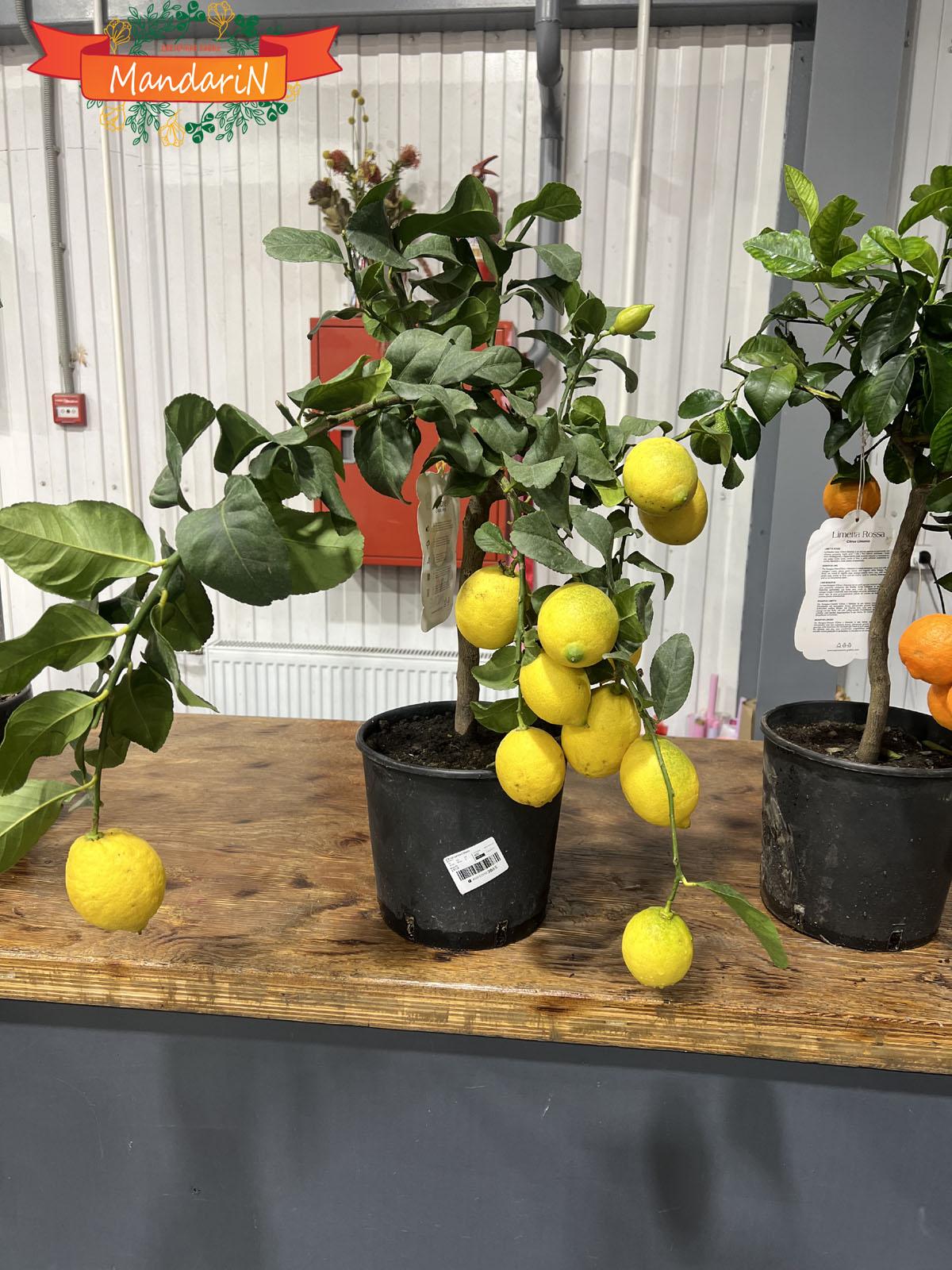 Limone купить