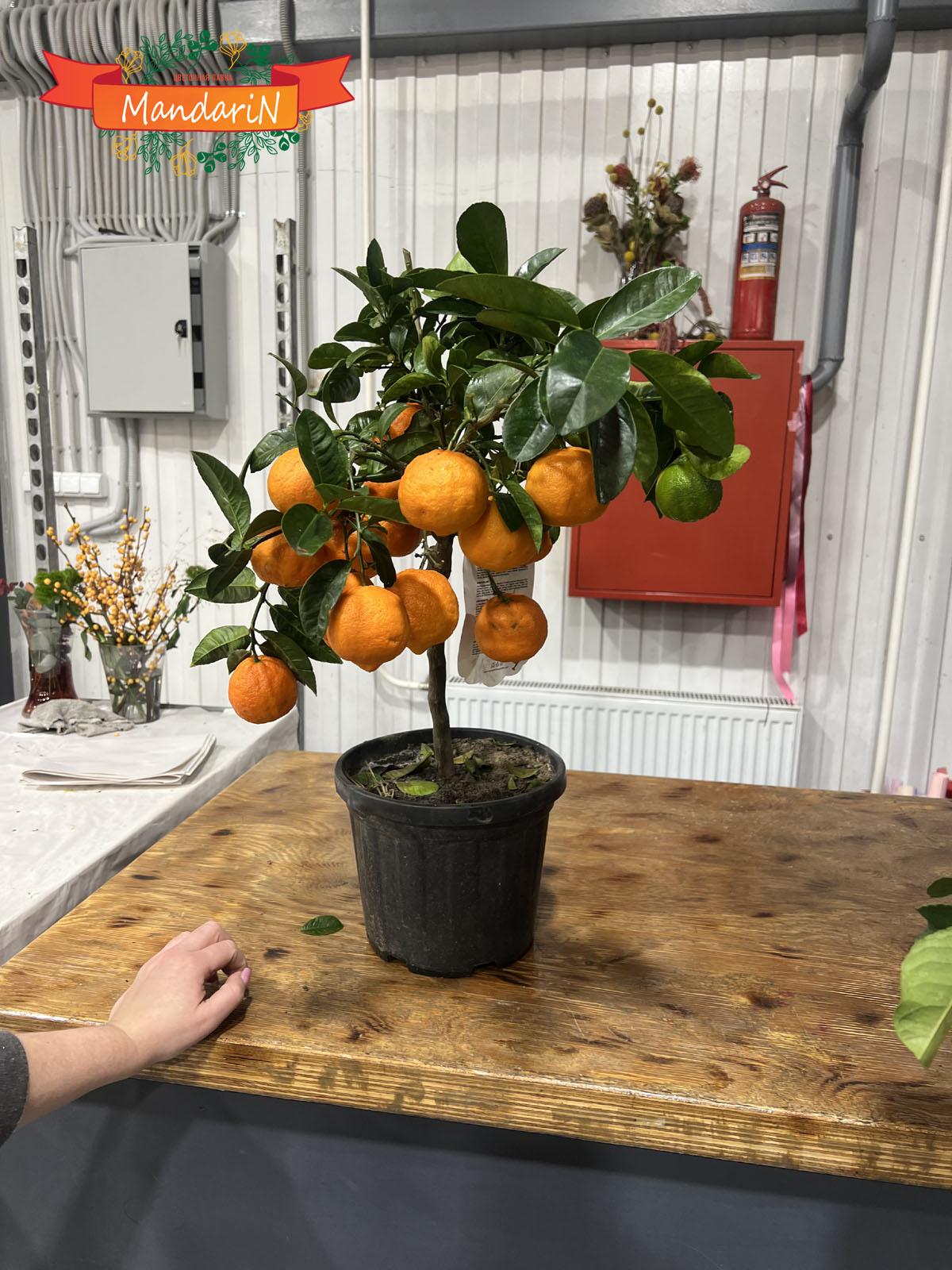 Mandarin купить