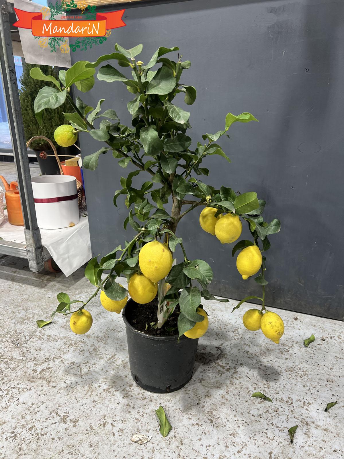 Citrus limon купить