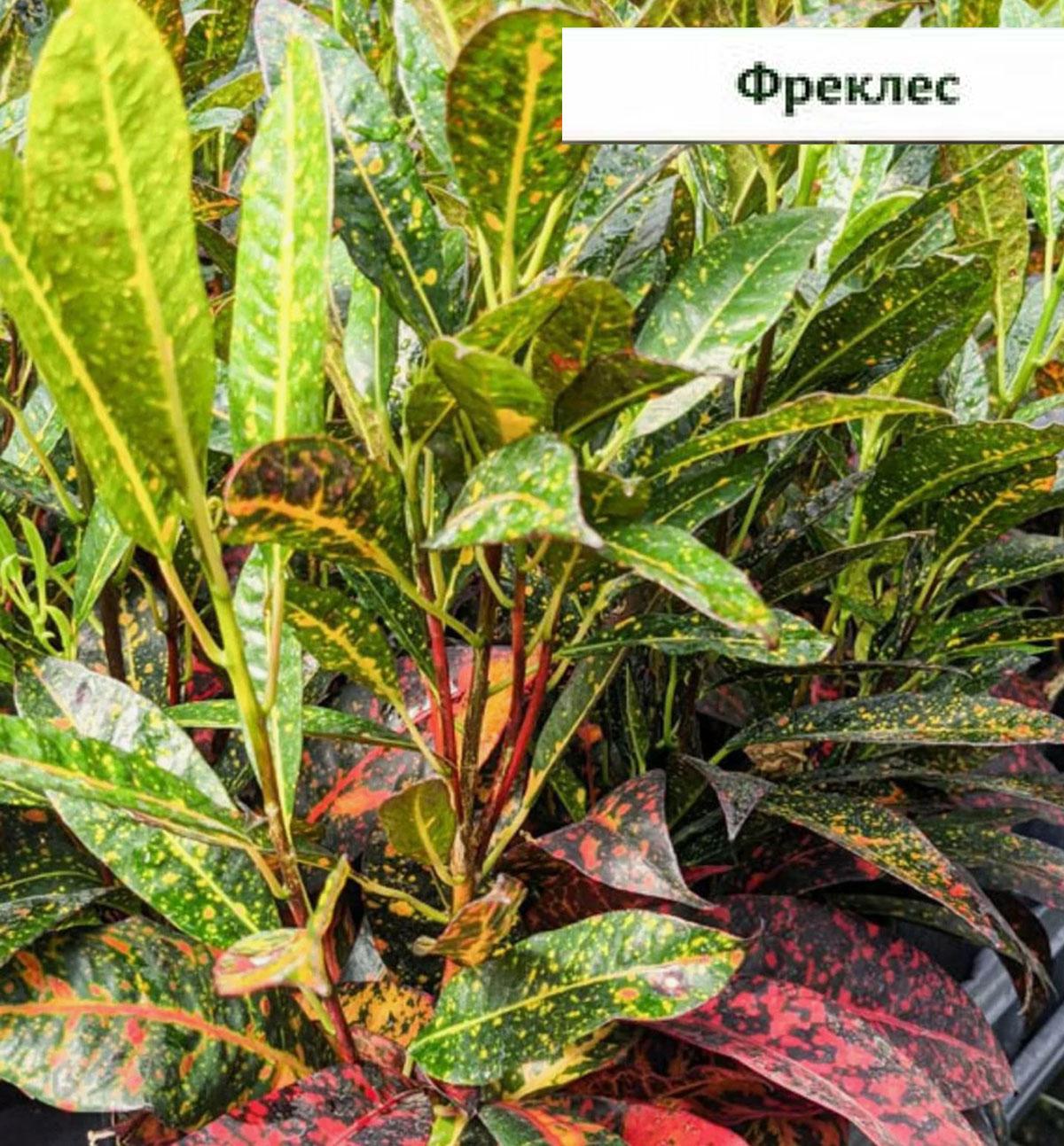 Codiaeum Freckles купить