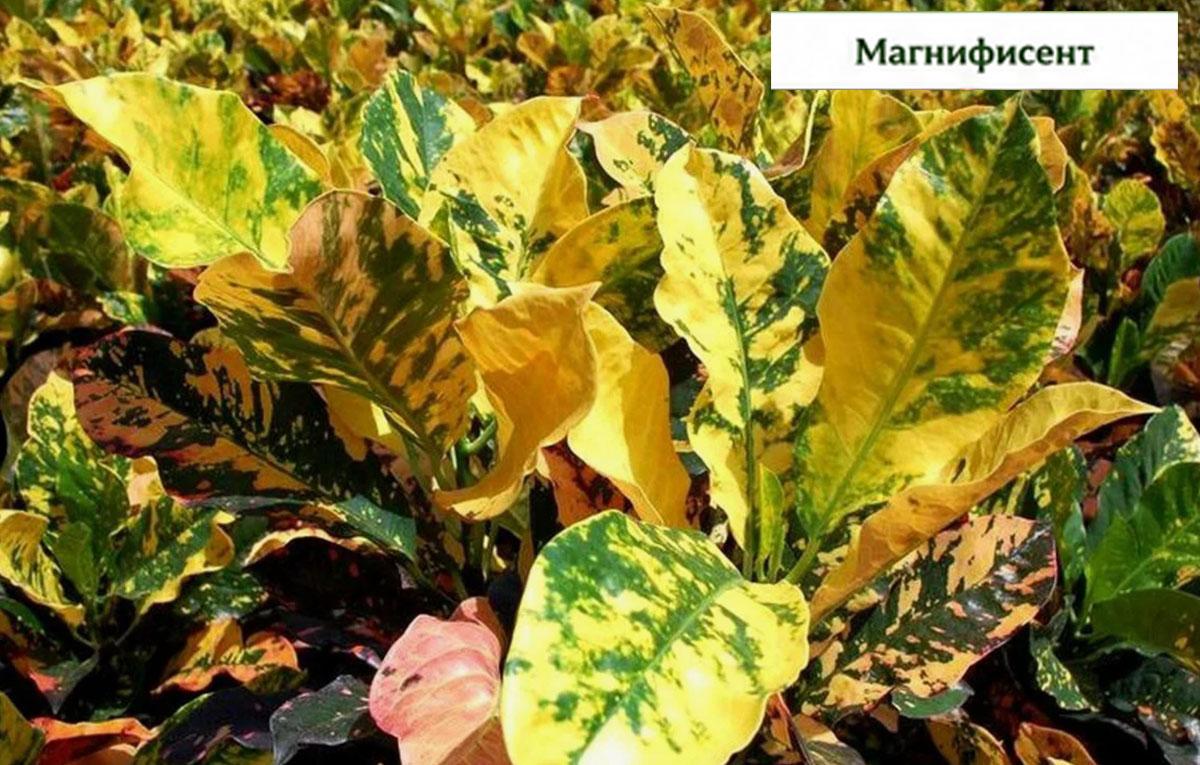Кротон Магнифисент купить