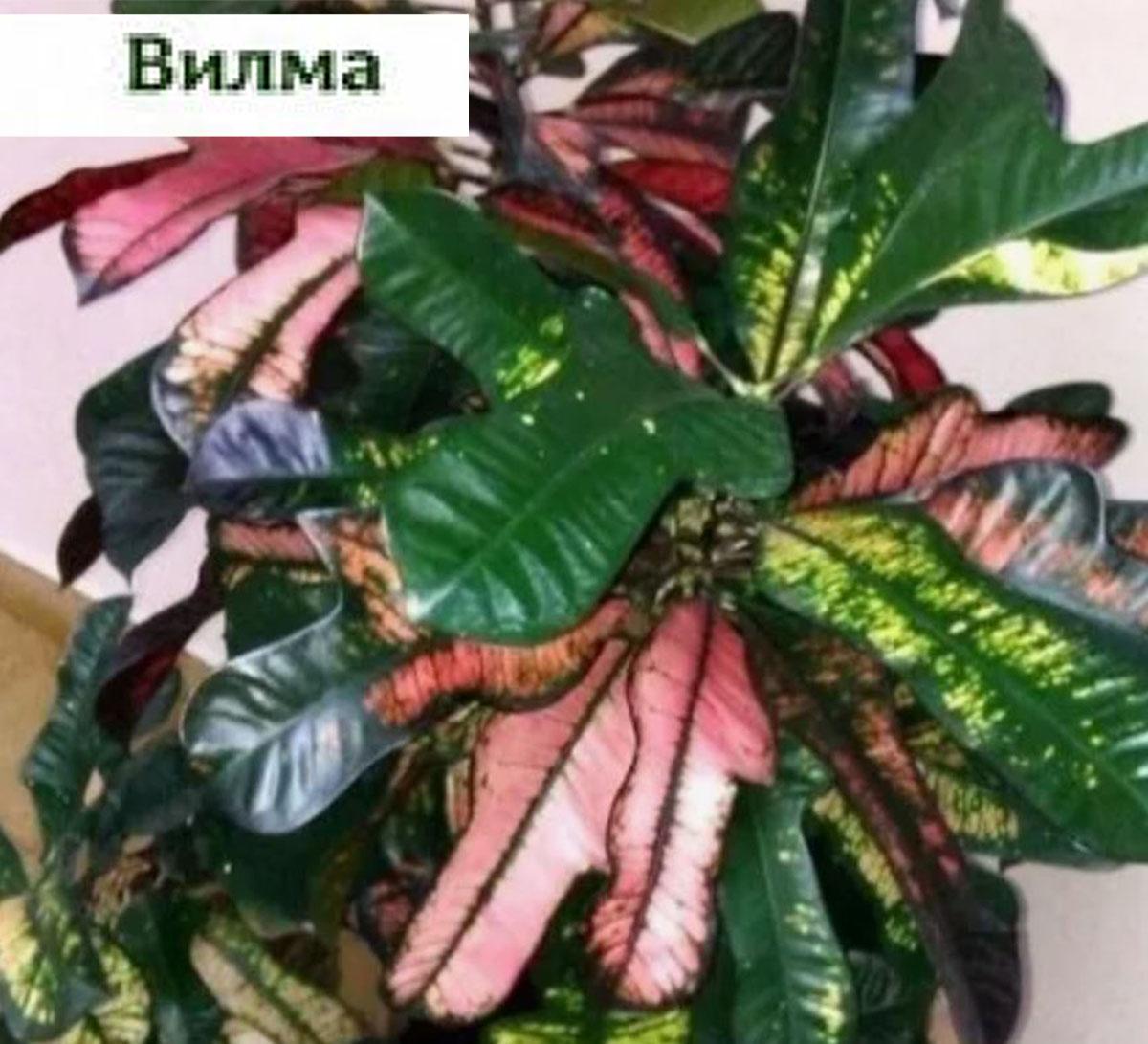 Кодиеум Вилма купить