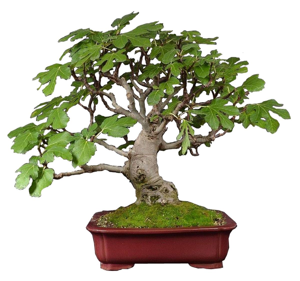 Бонсай Инжир - Bonsai Ficus Carica