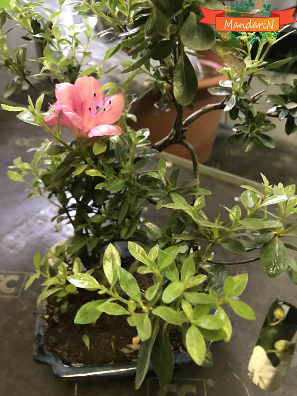 Цветущий Бонсай Камелия фото цветка