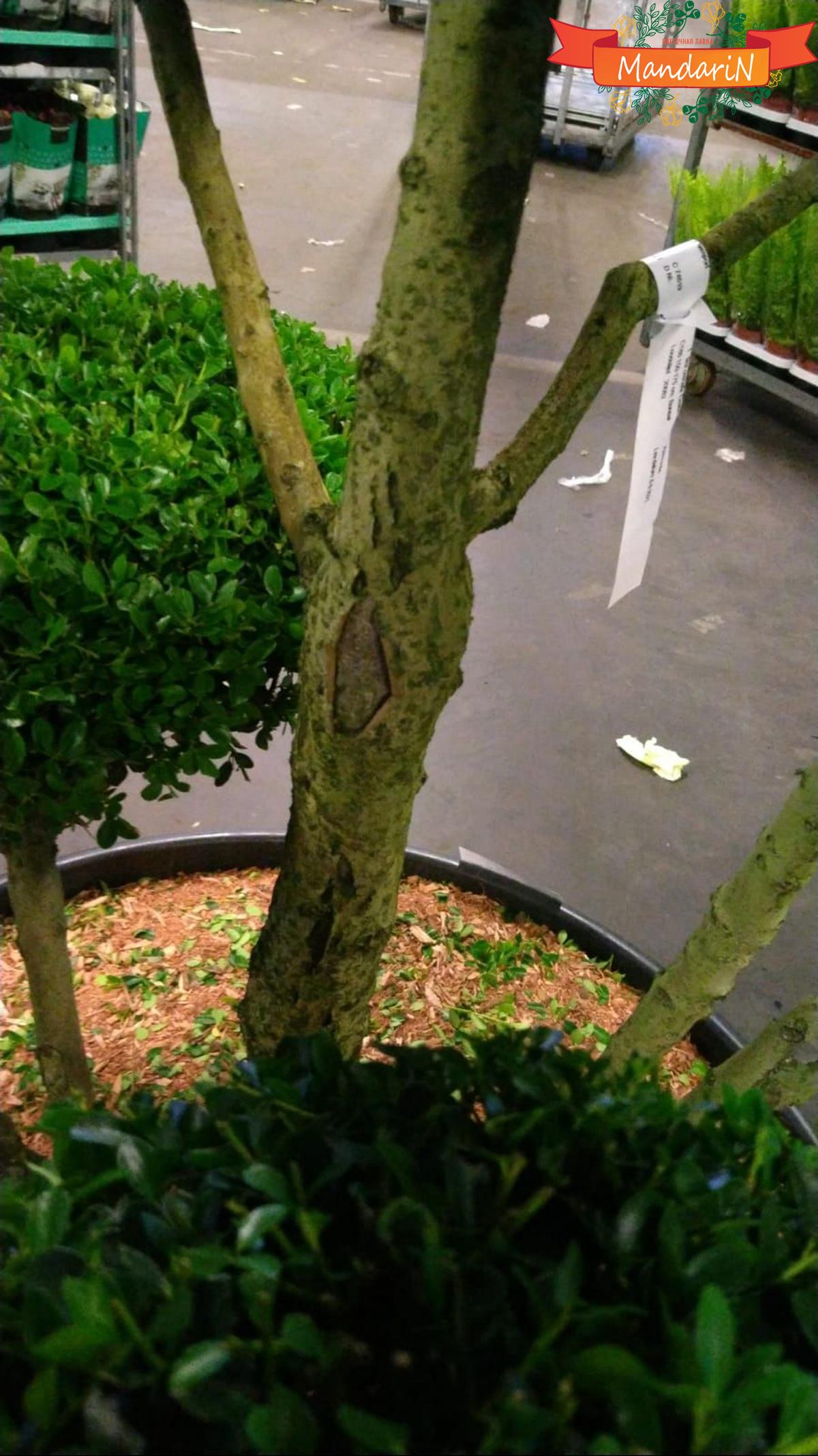  Bonsai Quercus ile