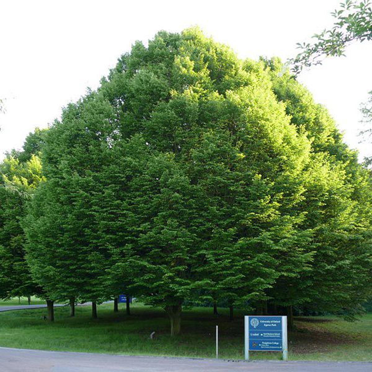Дерево Граб 110 метров