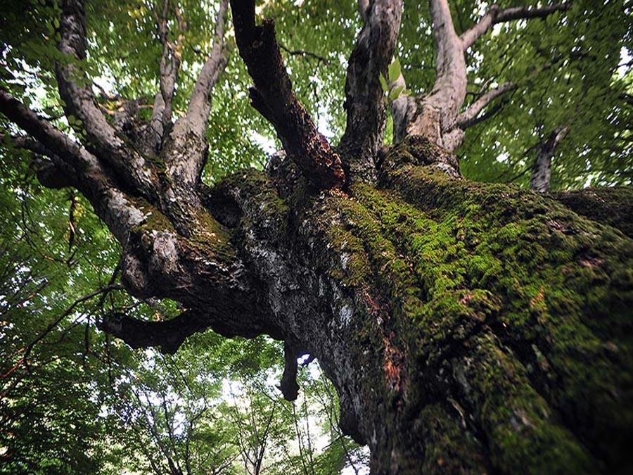 Дерево Граб в природе