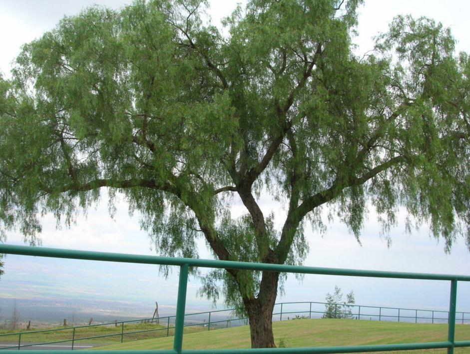 Бонсай Перечное дерево (Шинус) в природе