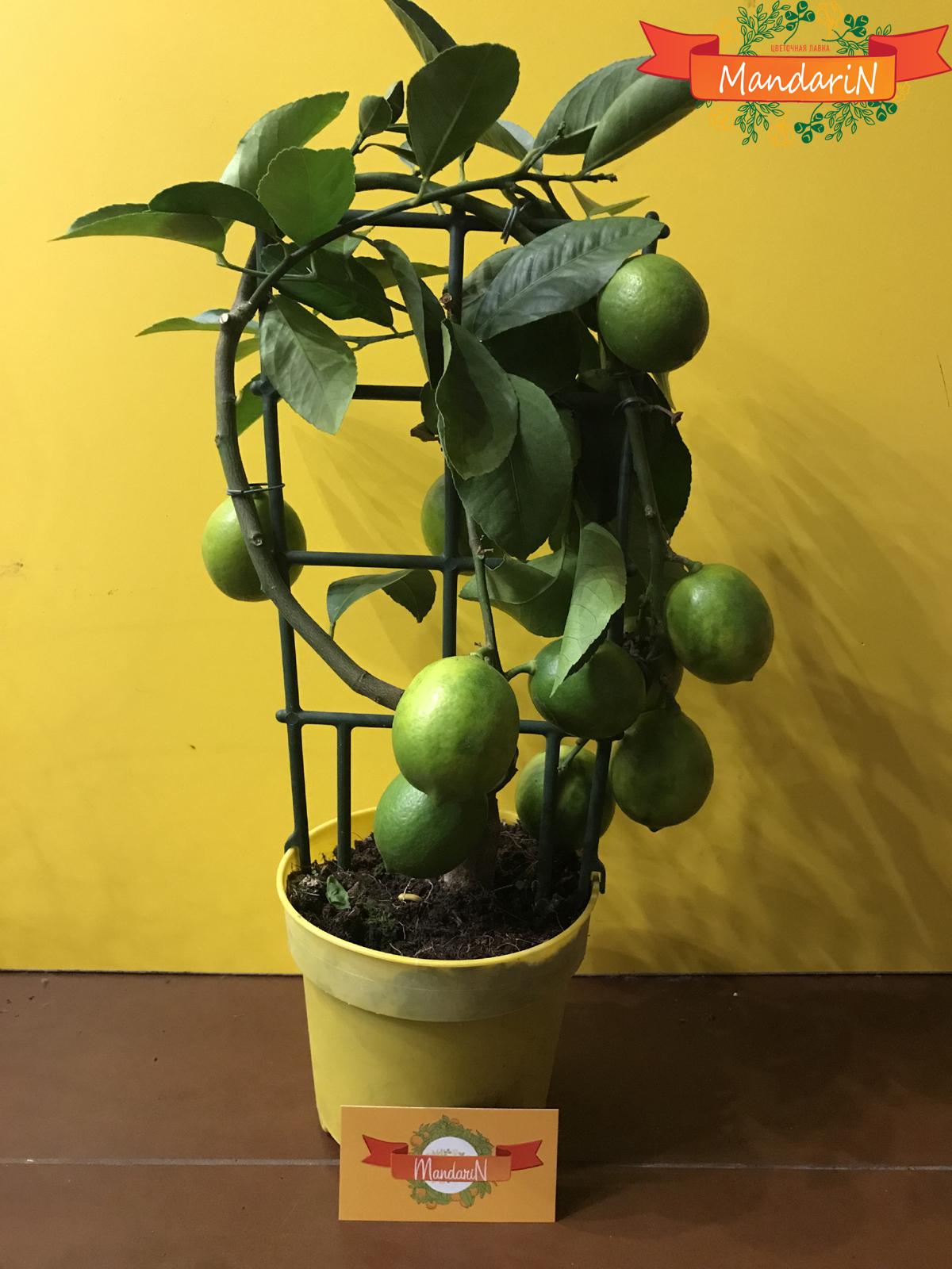 Лимонное дерево в магазине Мандарин