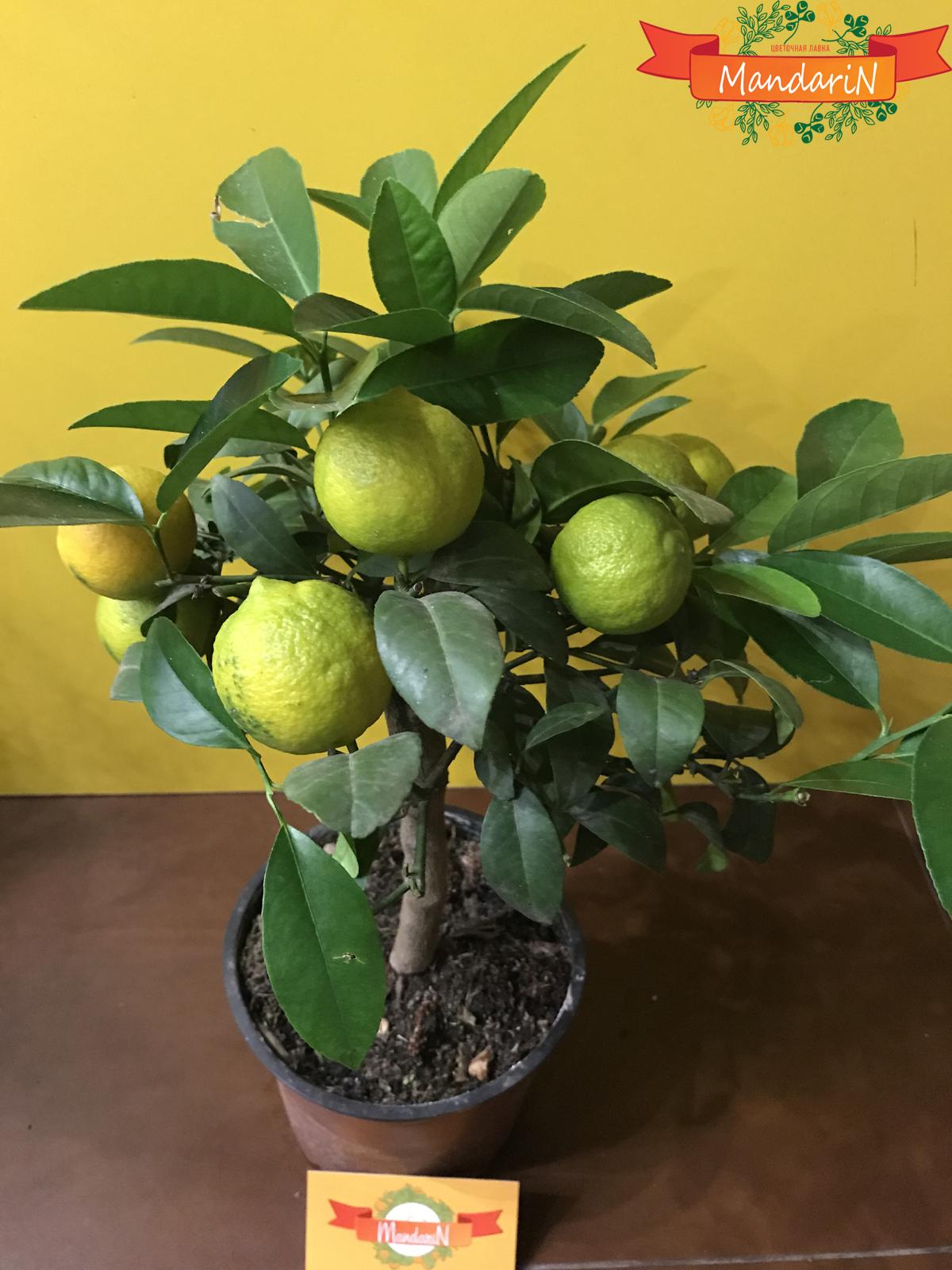Лимонное дерево на обрешетке