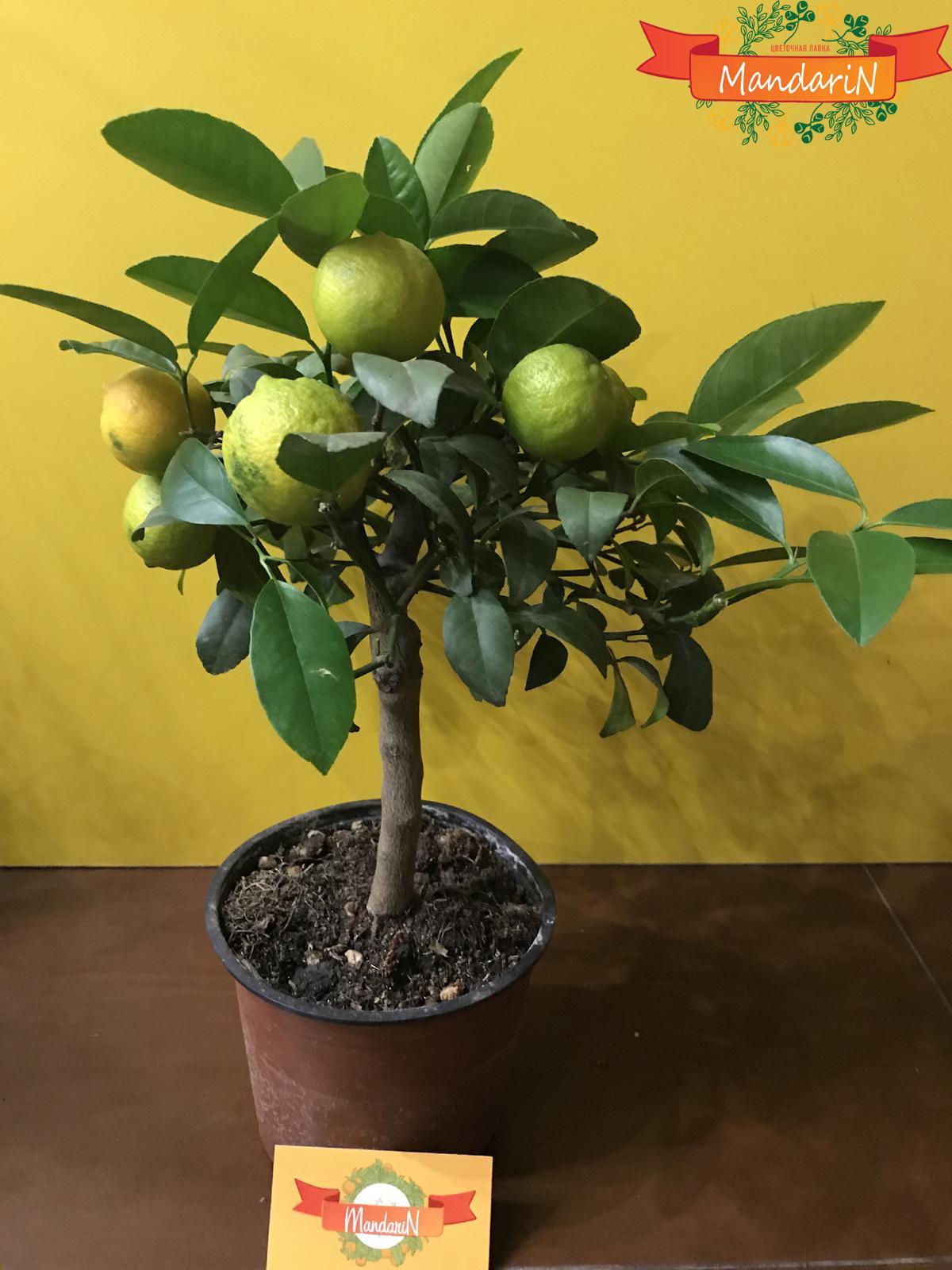 Лимонное дерево 40 см