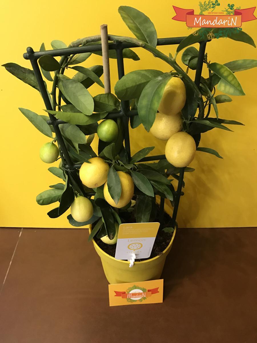 лимонное дерево на решетке 40 см